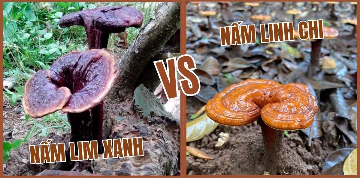 nấm lim xanh và nấm linh chi